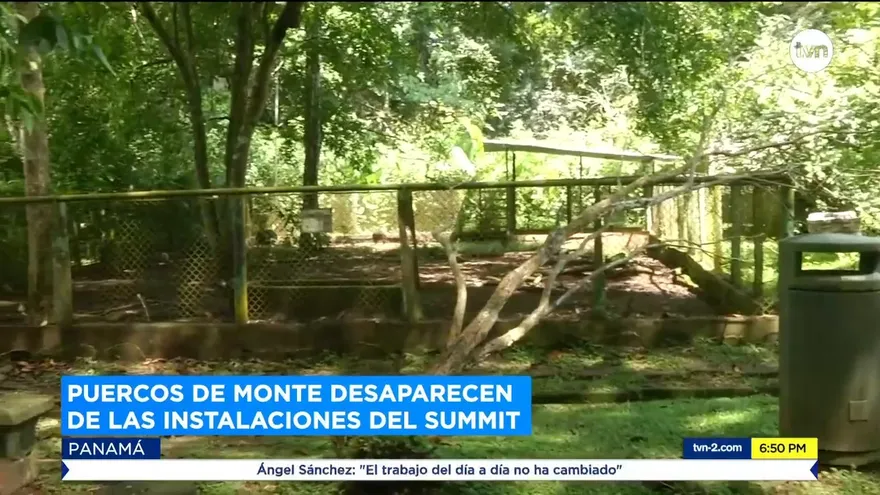 Puercos de monte desaparecen de las instalaciones de Summit