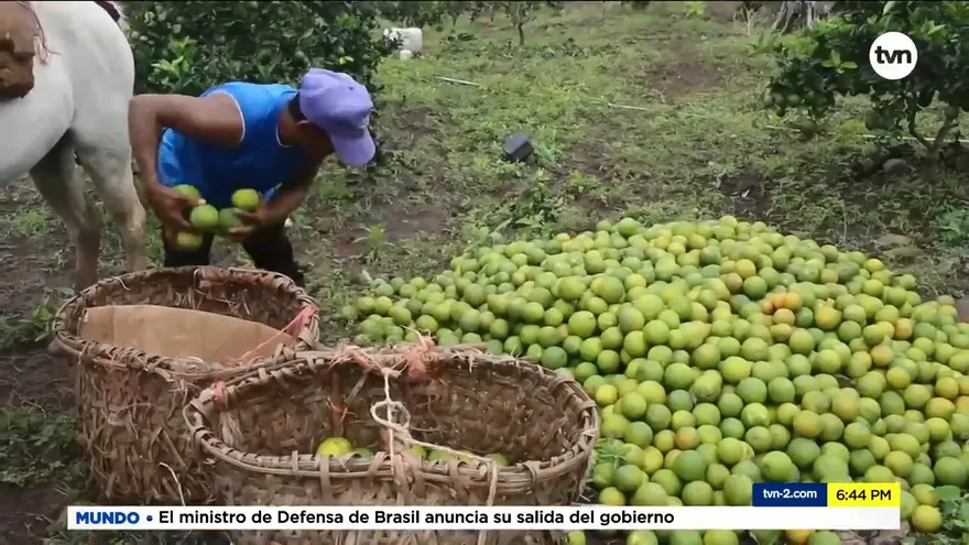 Mida emite alerta fitosanitaria por brote en los críticos