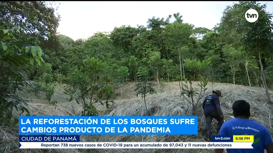 Ambientalistas se reinventan por la pandemia Ambientalistas se reinventan por la pandemia