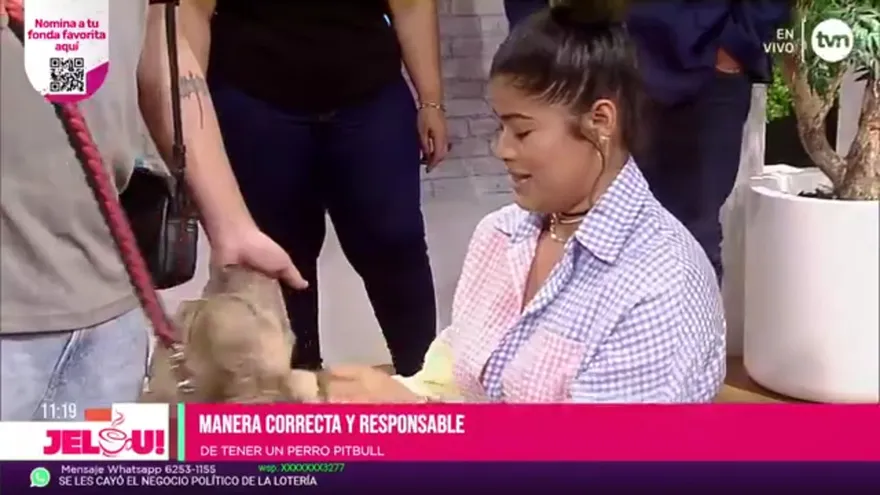 ¿Son los pitbull perros agresivos?