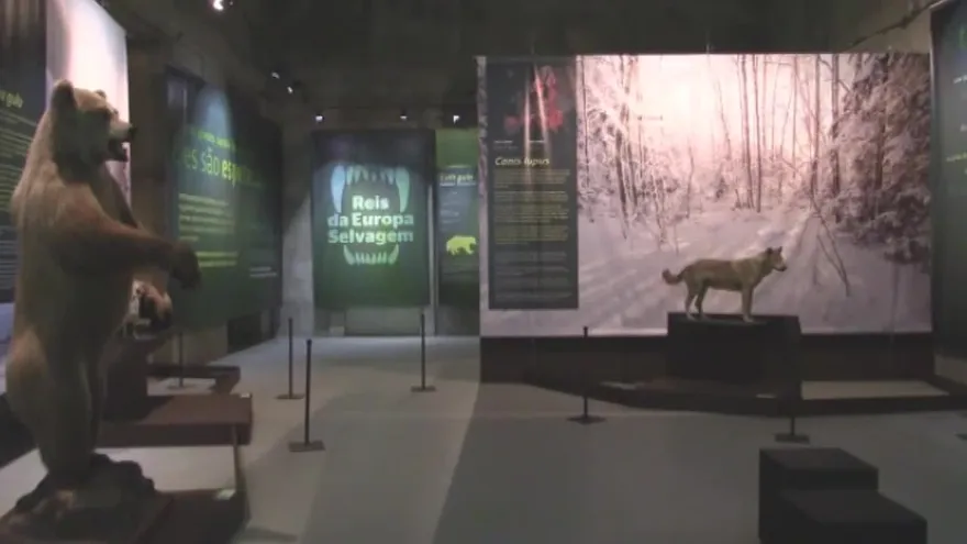 Los grandes carnívoros europeos, estrellas del Museo de Historia Natural luso