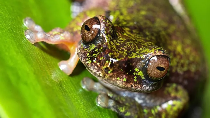 Tiny 'coffee frog,' new species, discovered in Costa Rica