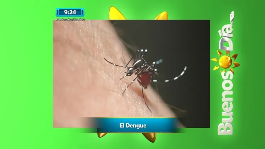 El Dengue