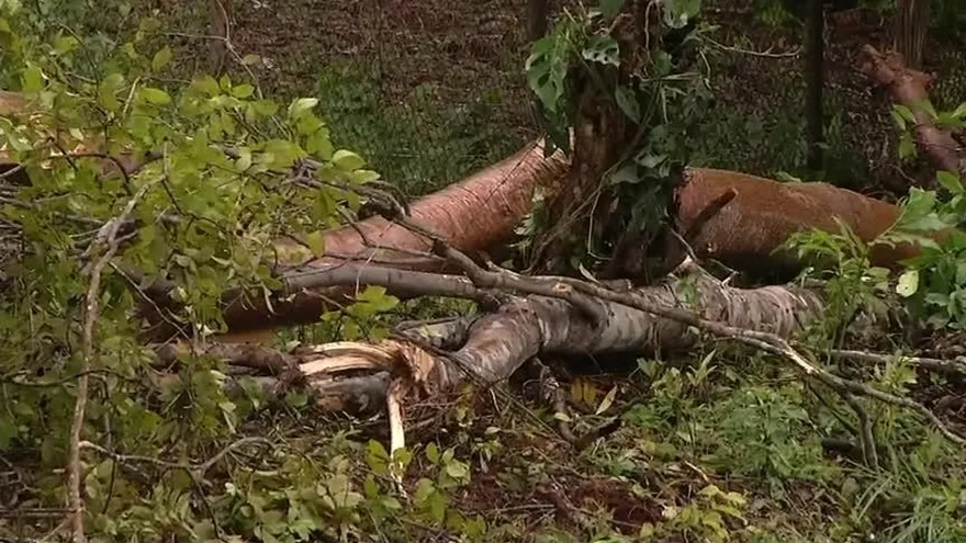 Reportaron caída de árboles en Arraiján