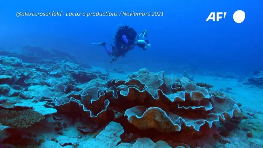 Descubren un arrecife con corales gigantes en Tahití