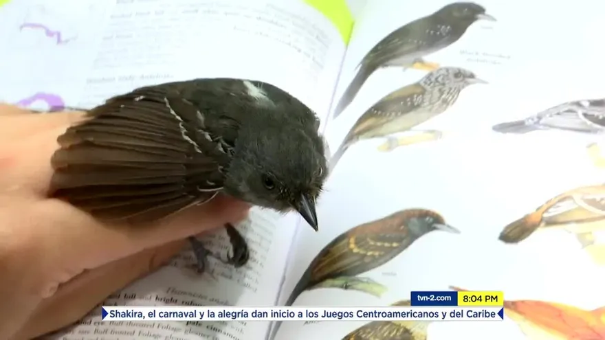 Ciencia para entender a las aves