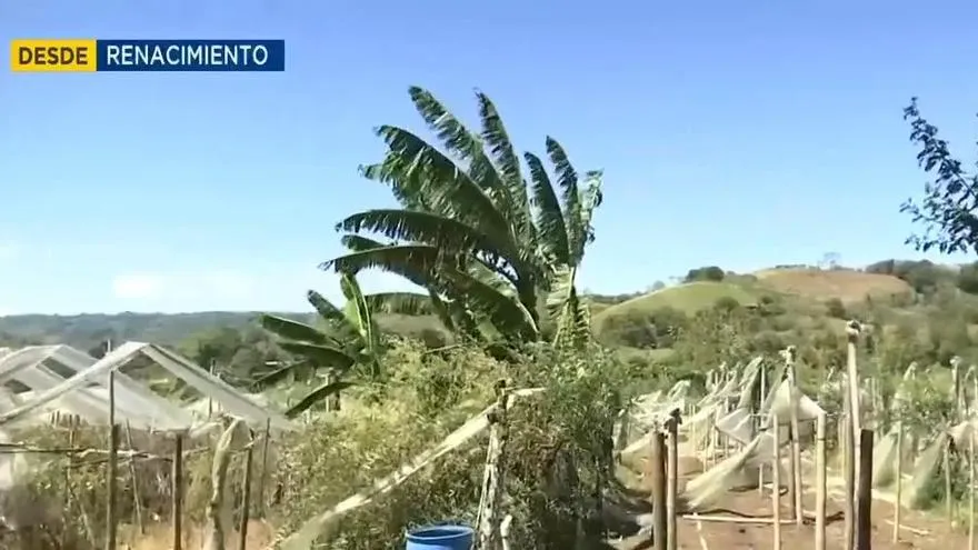 Fuertes vientos afectas a productores de Chiriquí