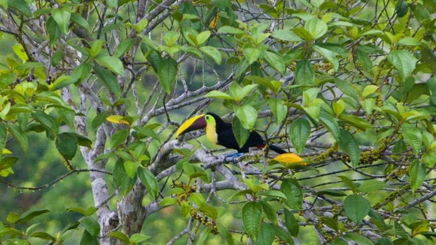 Este año se avistaron 98 especies de aves más, en comparación de 2016 cuando se registraron 1,240 especies y 503 listas.