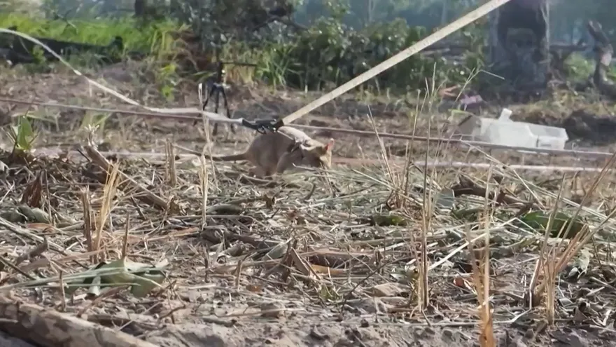 Una rata detectora de minas, premiada en el Reino Unido por su valor