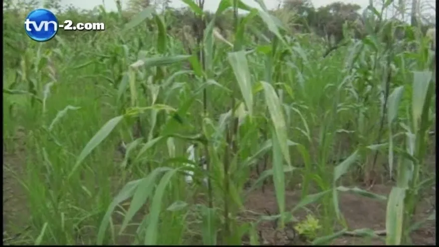 Productores piden apoyo al Mida para enfrenta baja producción de arroz