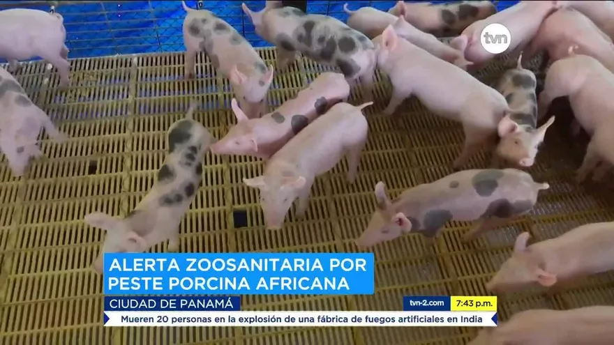 Autoridades en alerta por “Peste Porcina Africana”