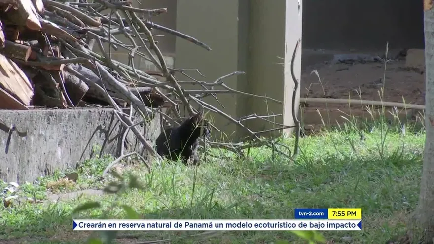 Gatos siguen invadiendo la UP