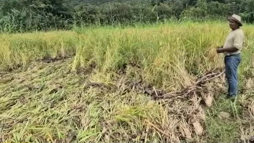 Productores en Calobre registran afectaciones por lluvias