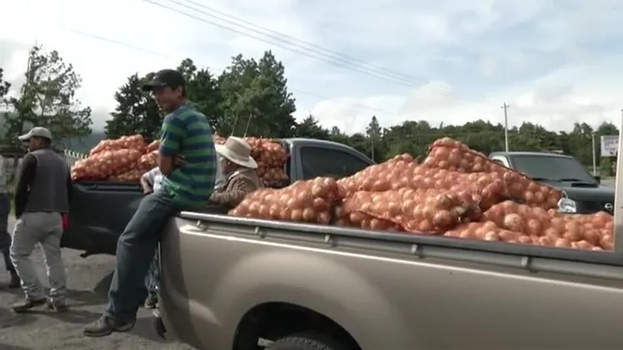 Poca siembra y escasez de cebolla