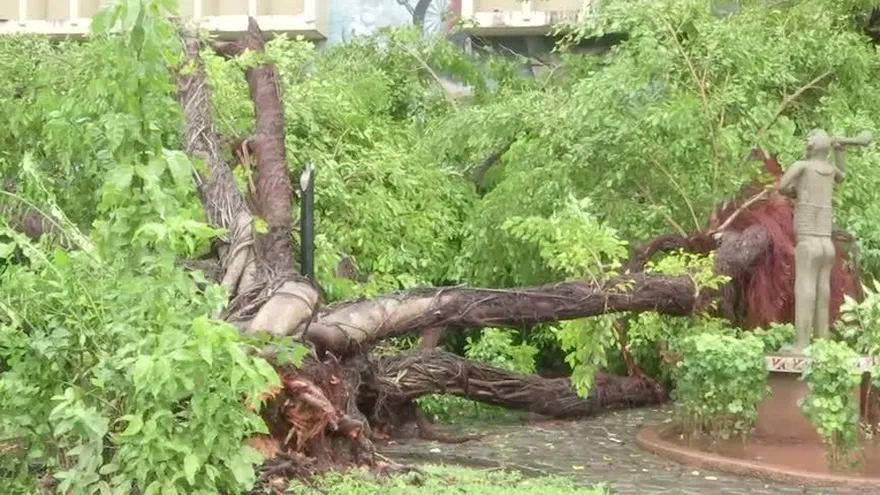Cae árbol de ficus en la Universidad de Panamá