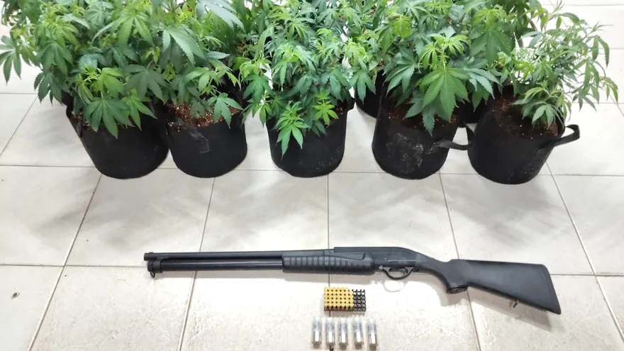 Los plantones de presunta marihuana decomisados