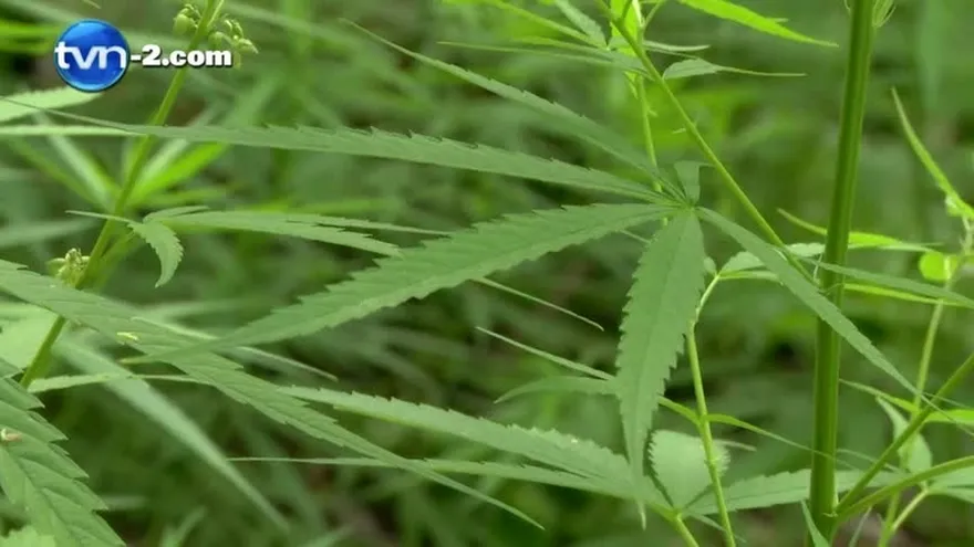 Destruyen plantación de marihuana en operativo