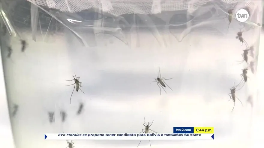 Van más de cuatro mil casos de dengue en Panamá