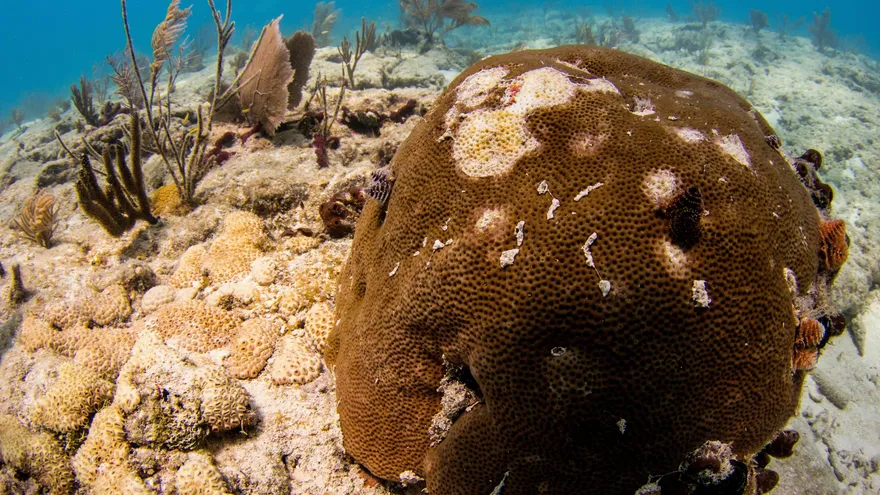 Fotografía cedida por el Laboratorio Marino Mote donde se observa unos corales atacados por una enfermedad que destruye su tejido