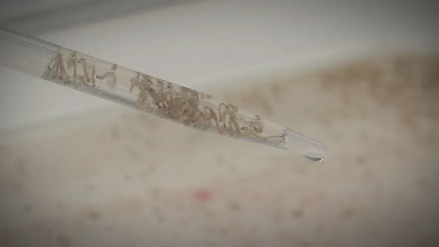 Cientos de larvas del mosquito