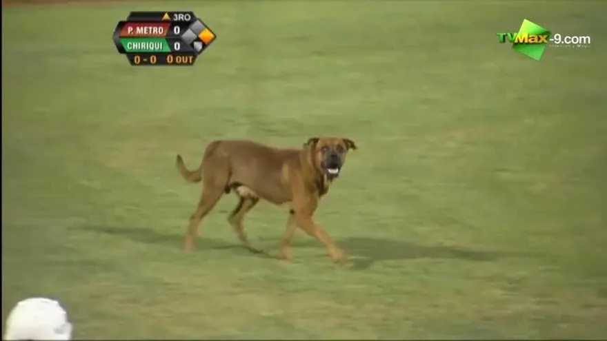 Perro detiene por momentos partido Metro vs Chiriquí