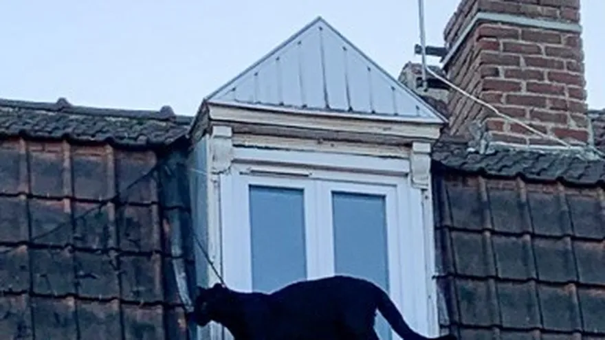 La pantera se paseaba cual gato callejero sobre los tejados