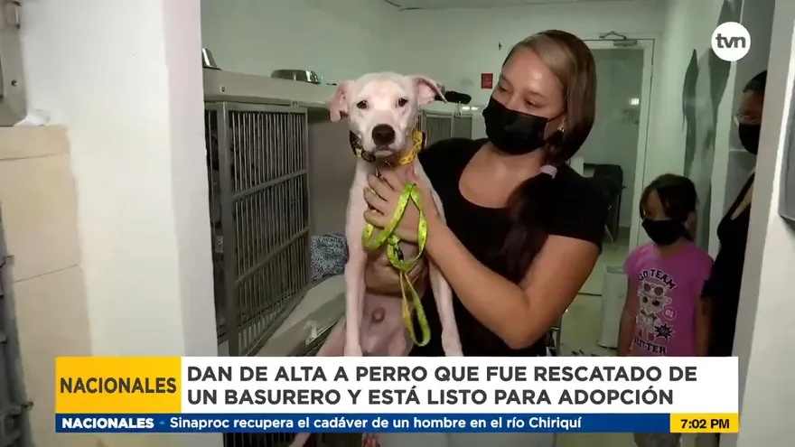 Dan de alta a Luis, el perro rescatado de un basurero