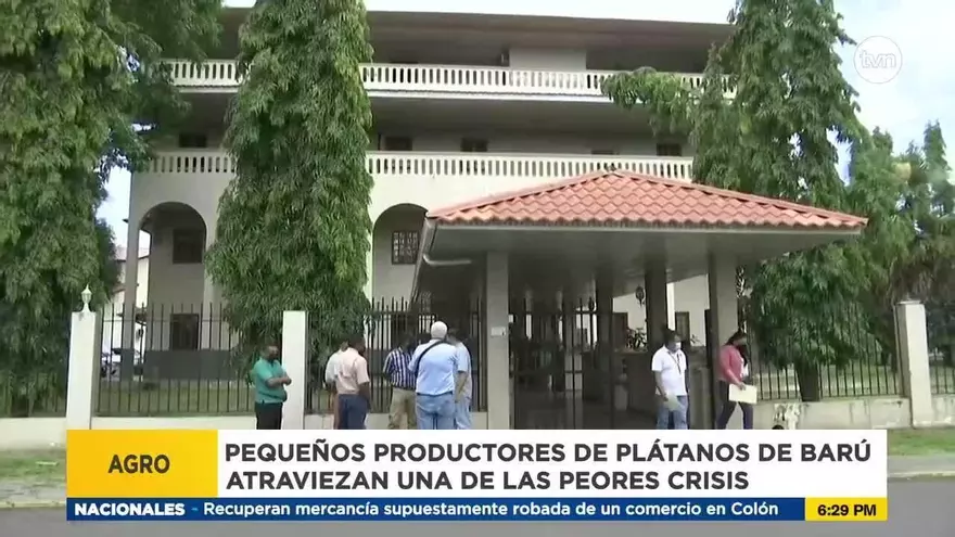 Productores de plátano de Barú, golpeados por la crisis