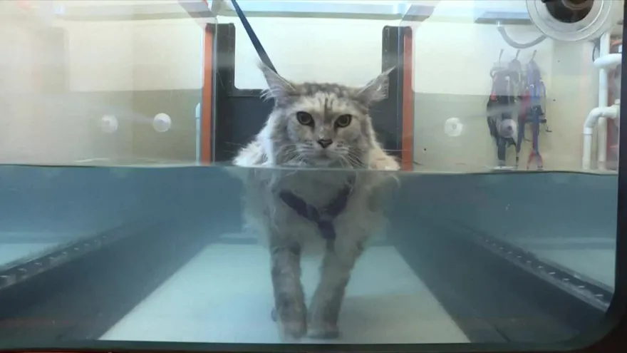 Hidroterapia, láser y acupuntura… trato de humanos para mascotas