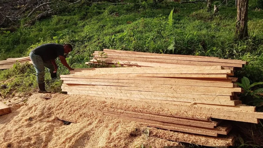 Decomisan 6.64 metros cúbicos de madera de las especies Bongo y Mayo en Bocas del Toro.