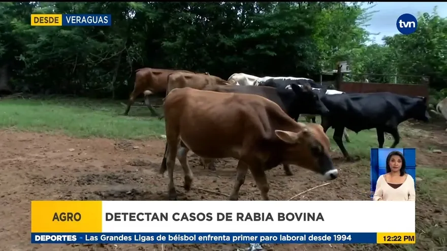Detectan nuevos casos de rabia bovina en otros puntos de Veraguas