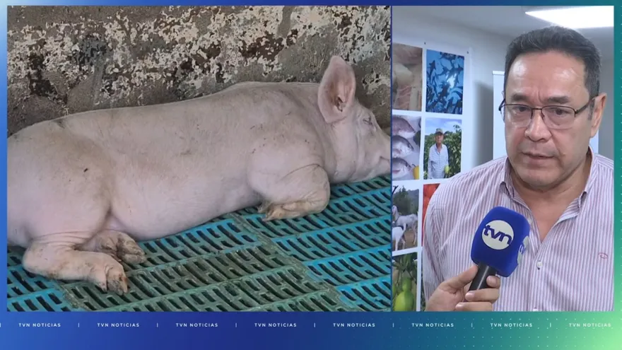 Carlos Pitty, presidente de la Asociación Nacional de Porcinocultores de Panamá.