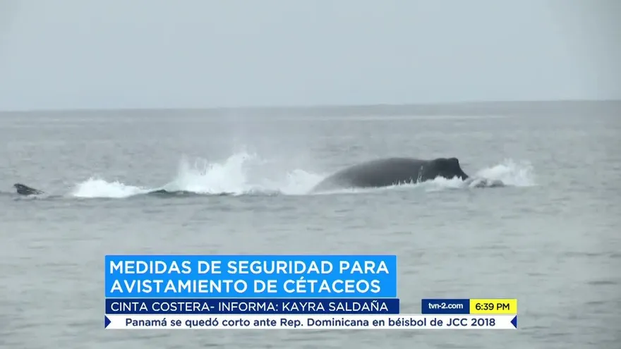 Medidas de seguridad para avistamientos de ballenas