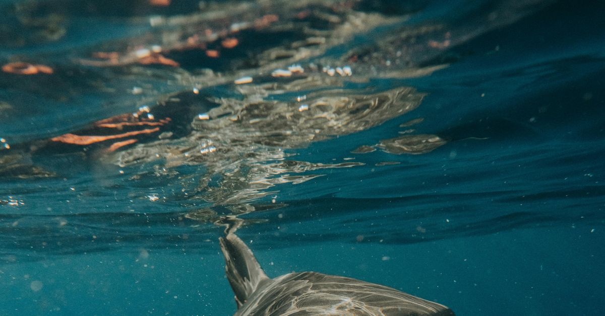 Cierran playas australianas por tiburones que comen restos de ballena