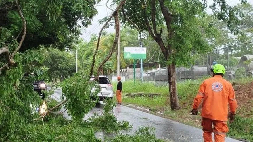 Caída de arboles producto de las fuertes lluvias.