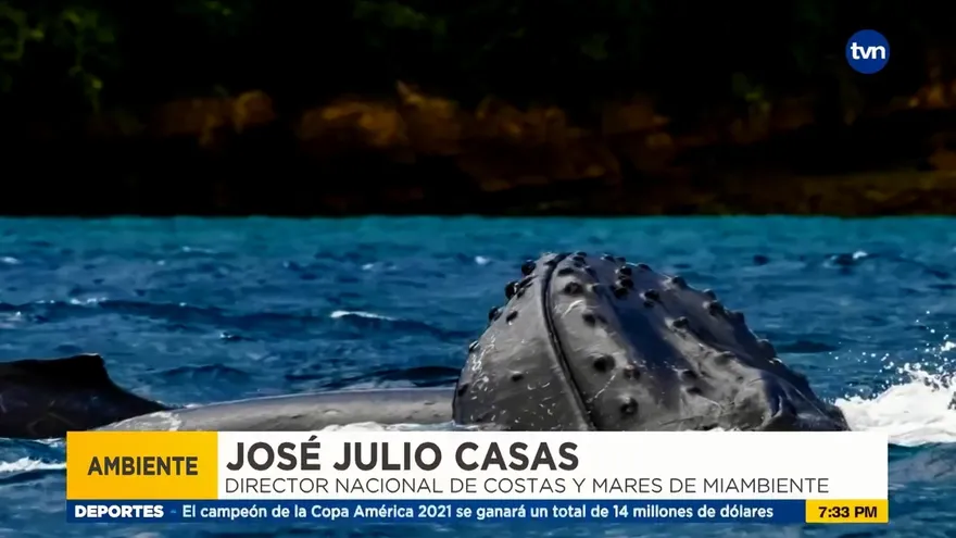 Ballenas jorobadas llegan a los mares panameños