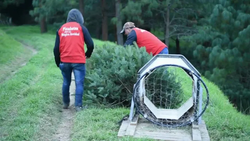 Guatemala protege su pinabete, árbol nativo amenazado por la Navidad