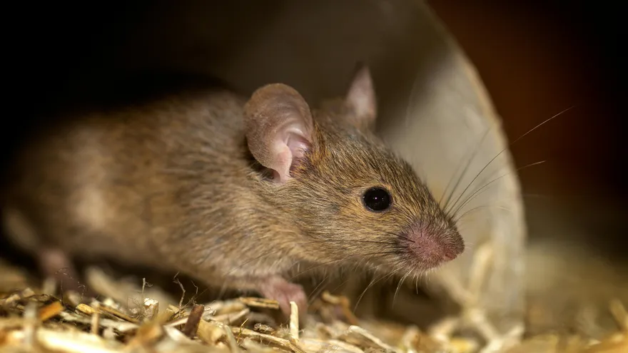 Montijo Authorities Convene Emergency Meeting Over Rising Hantavirus Cases