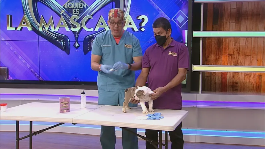 Tío K-nino, muestra cómo se realiza la limpieza de las glándulas anales de sus mascotas