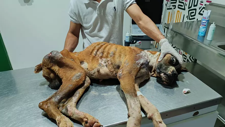 Caso de un perro de raza bóxer rescatado de las calles en Panamá Oeste.