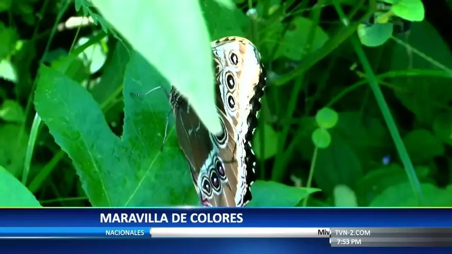 Mariposarios, maravilla de colores