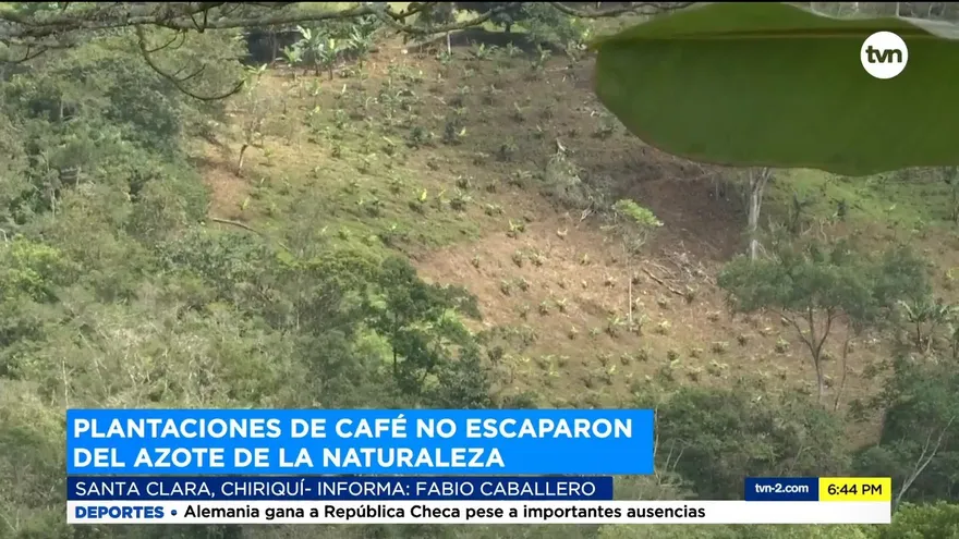 Plantaciones de café no escaparon del azote de la naturaleza