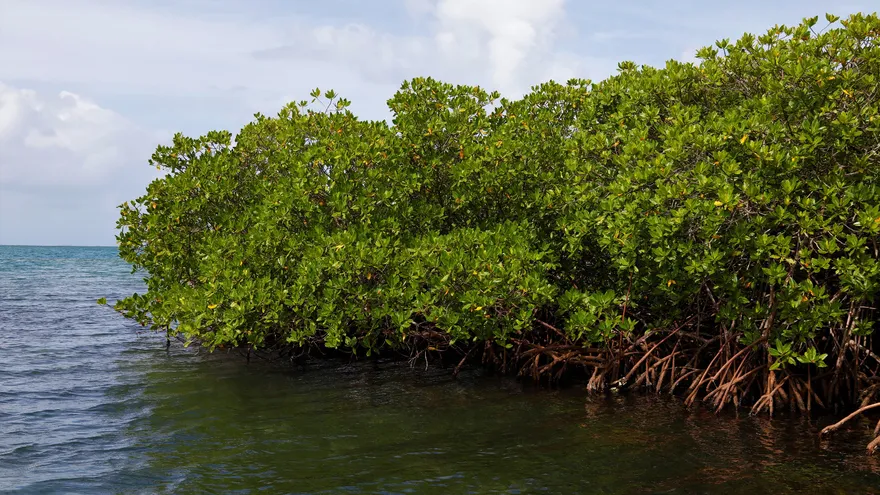 Panama Mangrove Congress Calls for Urgent Shift in Conservation Strategies