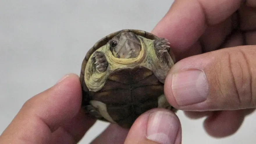 Una tortuga de paso ágil, una especie endémica de México