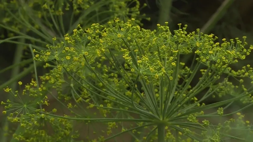 Uruguay: buscan crear nueva gastronomía con frutos nativos