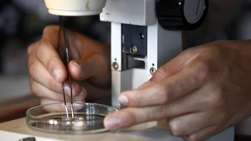 Descubren anticuerpos que bloquean infección de la COVID-19 en las células