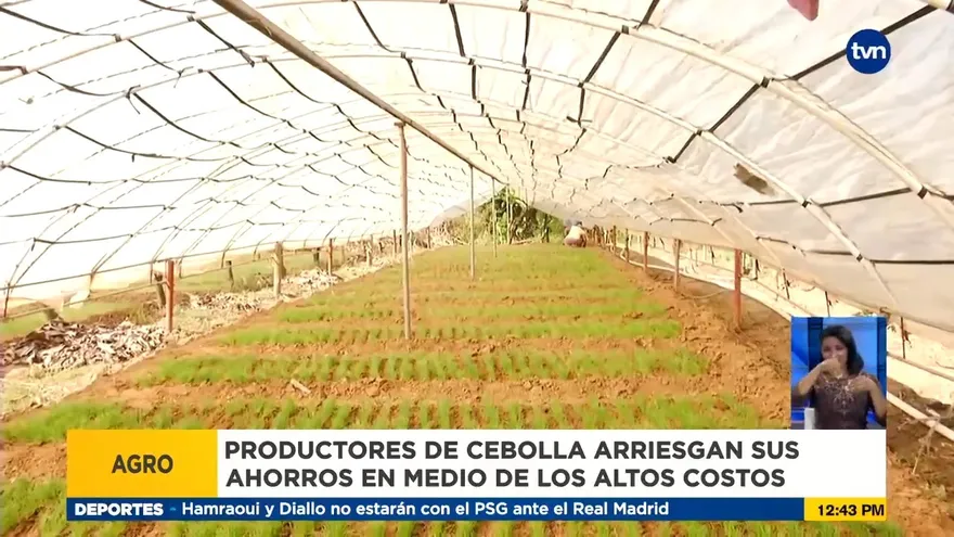 Varios productores de cebolla en Coclé inician cultivos