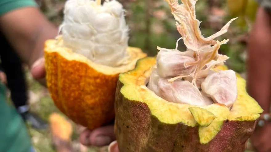Productores de cacao en Bocas del Toro
