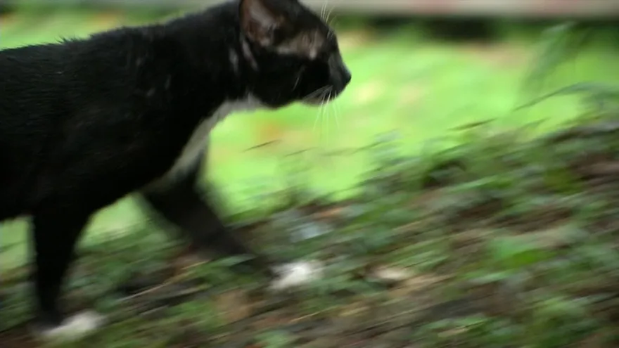 Enfermedades transmitidas por animales al hombre