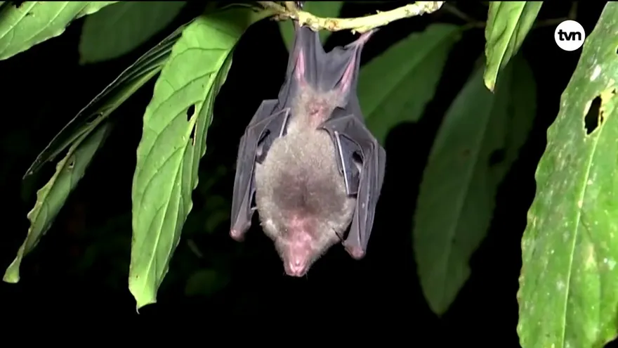 Mundo Verde: Los murciélagos